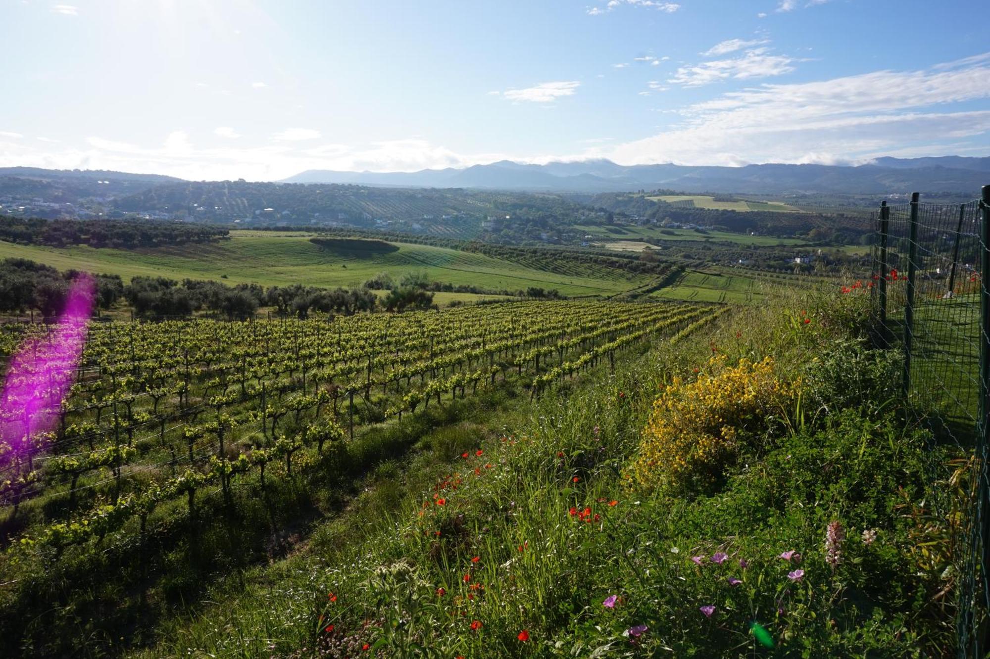 Bodegas Morosanto Leilighet La Cimada Eksteriør bilde